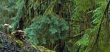 A fallen tree supports new life in the coastal forest.