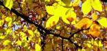 Back lit autumn leaves in the park.