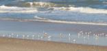 Spring-time view of the seashore, with shorebirds returning to the surf.