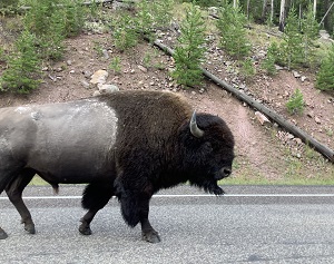 Yellowstone bison